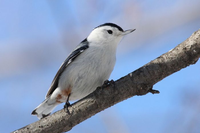 Nuthatch. What are they? - Birds, Biology, Ornithology, Nuthatch, , Video, Longpost