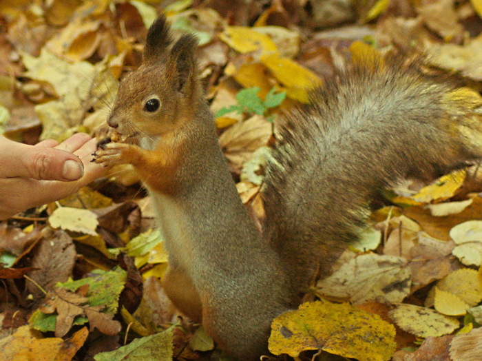 Squirrels. - My, Cpcchio, Squirrel, The park, Autumn