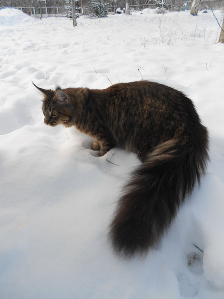 When you can't hide your joy from victory))) - My, cat, Maine Coon, Pet, Longpost, Pets