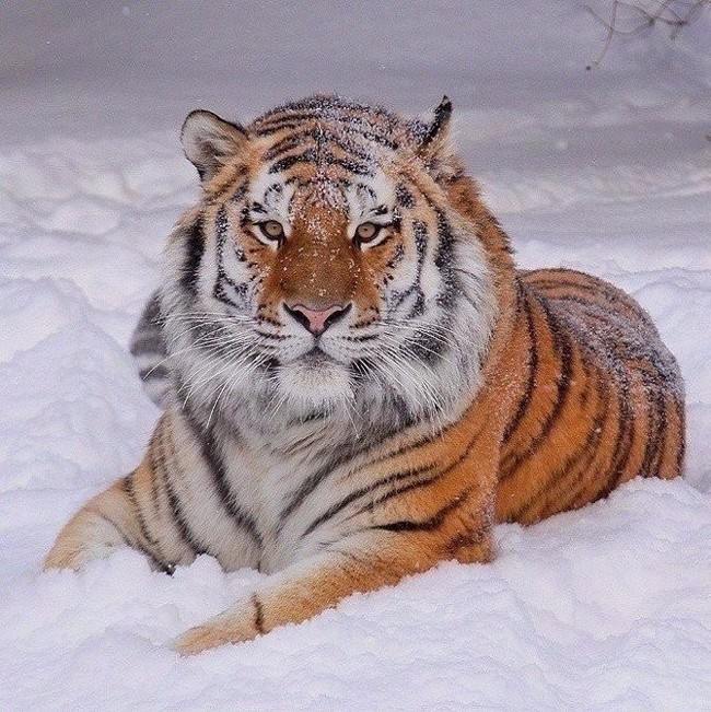 Amur tiger - Wild animals, Amur tiger, cat, Animals