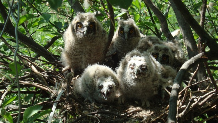 Little owlets in the nest - Owl, Owlets, Predator birds, Predator, Predatory animals