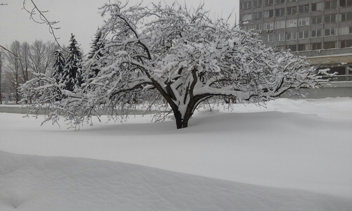 Snow - My, A selection, Snow, Winter, Longpost