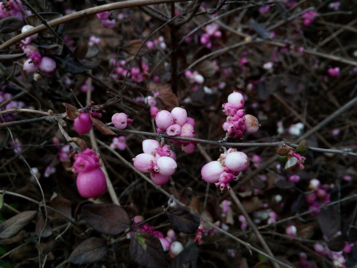 Spring is coming - My, Krasnodar, Spring, Flowers, Longpost