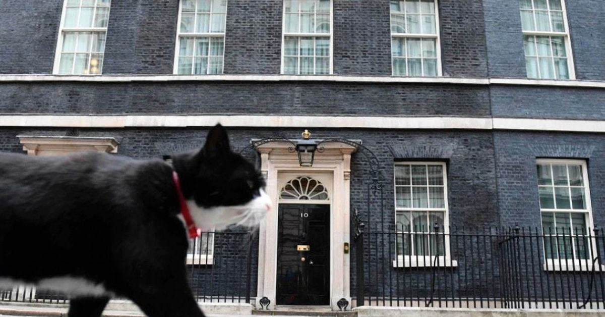 Черная кошка 11. Коты на Даунинг-стрит 10. Кот Ларри Даунинг стрит. Хамфри на Даунинг стрит. Кот который живёт на Даунинг стрит 10 в Лондоне.