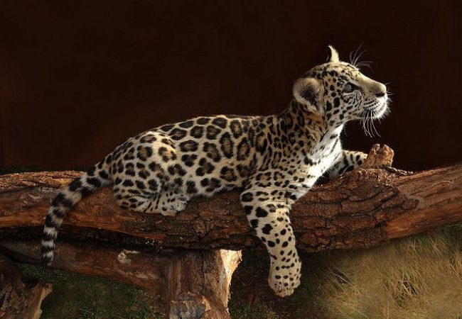 Jaguars - Jaguar, The photo, Longpost