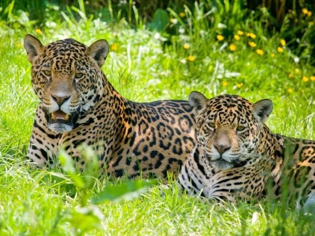 Jaguars - Jaguar, The photo, Longpost