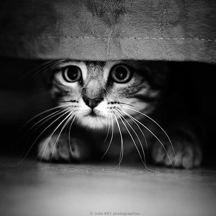 Kotofey - The photo, Black and white photo, Art, Telegram channels, cat