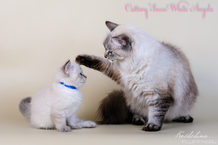 Mommy's joy - My, cat, Kittens