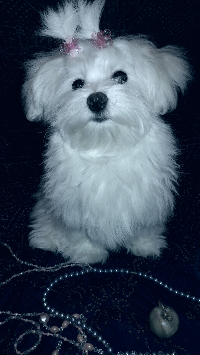 Beauty and coquette is growing up! - My, Milota, Puppies, Dog, Children, Maltese, Longpost