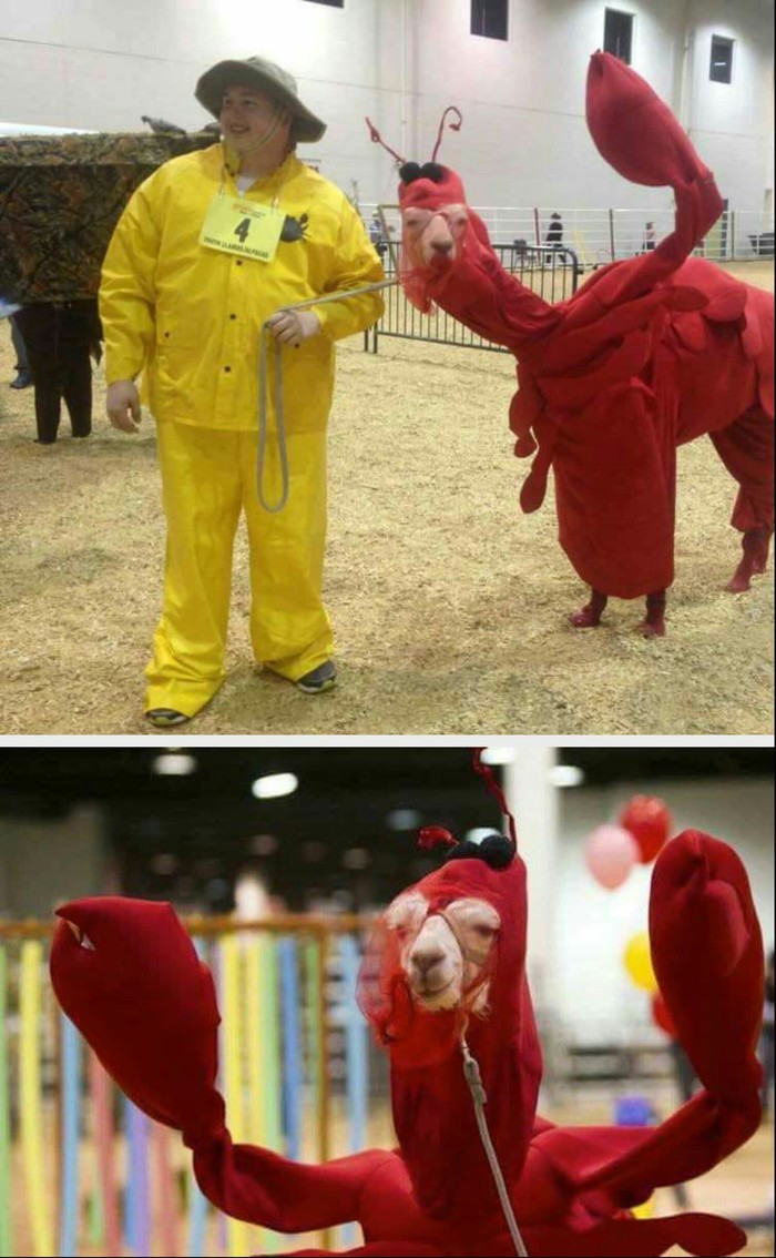 llama lobster - Llama, Lobster, Animals