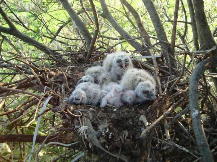 Little owls in the nest. - Owl, Owlets, Predator birds, Predator, Predatory animals