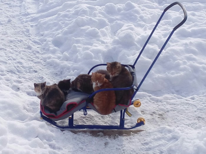 Kotosanki - My, Catomafia, Sled, Winter, cat