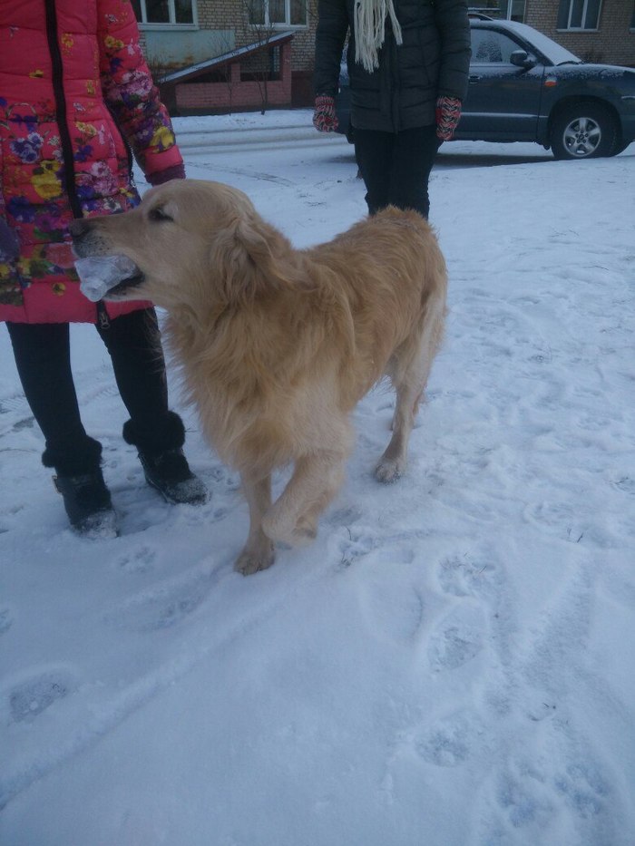 We are looking for the owner - My, Found a dog, Minsk, In good hands, Republic of Belarus, Zhodino, Longpost, Dog