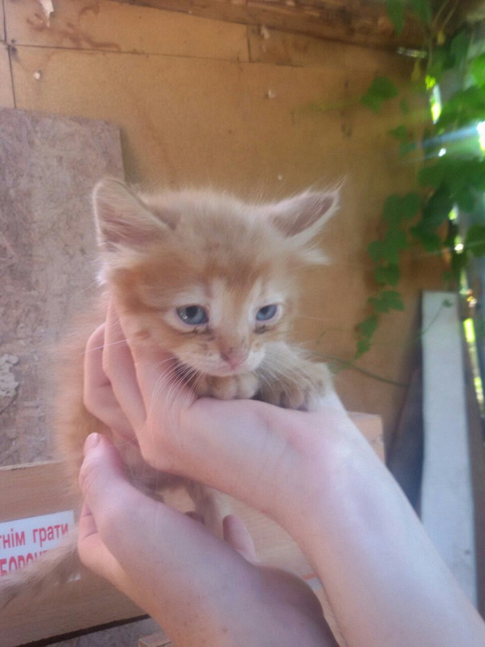 Redhead happiness - His cat, It became, It was, It Was-It Was, Redheads, My, cat, Longpost