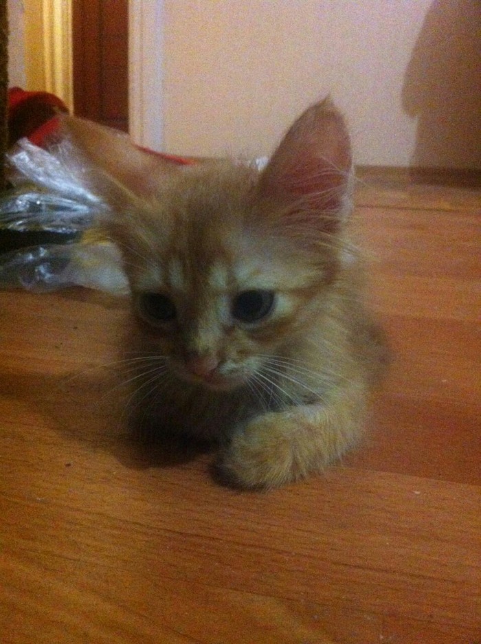 Рыжее счастье Кот, Рыжие, Тег для красоты, Было-стало, Его котейшество, Длиннопост