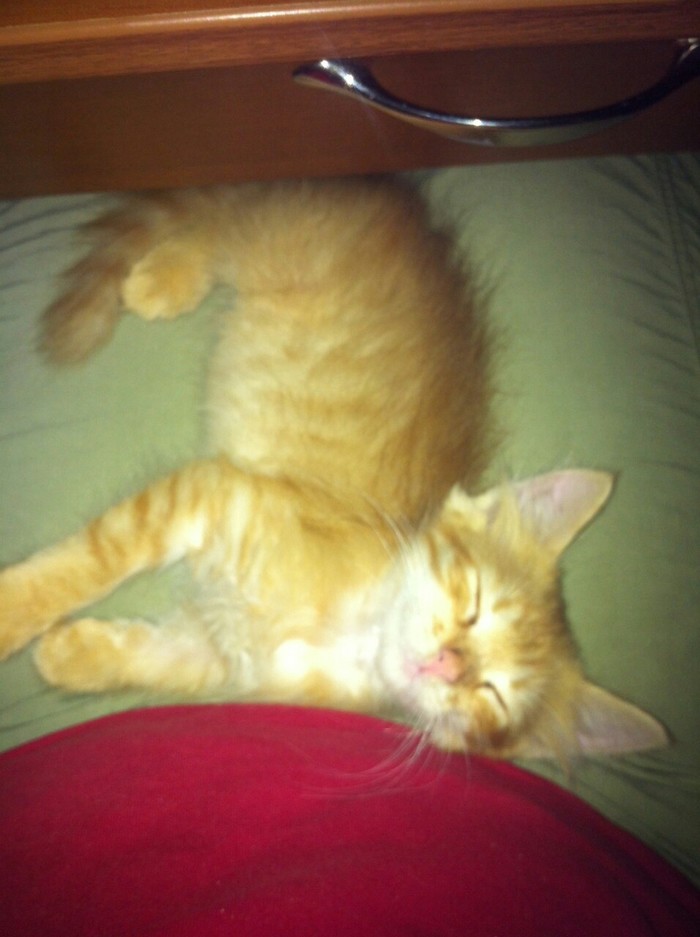 Рыжее счастье Кот, Рыжие, Тег для красоты, Было-стало, Его котейшество, Длиннопост