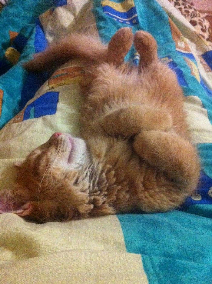 Рыжее счастье Кот, Рыжие, Тег для красоты, Было-стало, Его котейшество, Длиннопост