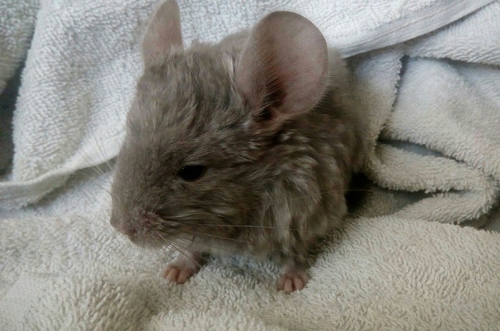 Chinchilla - My, Toddlers, Chinchilla, Animals, Rodents, Milota, Snapshot, The photo, Young, Longpost, Children