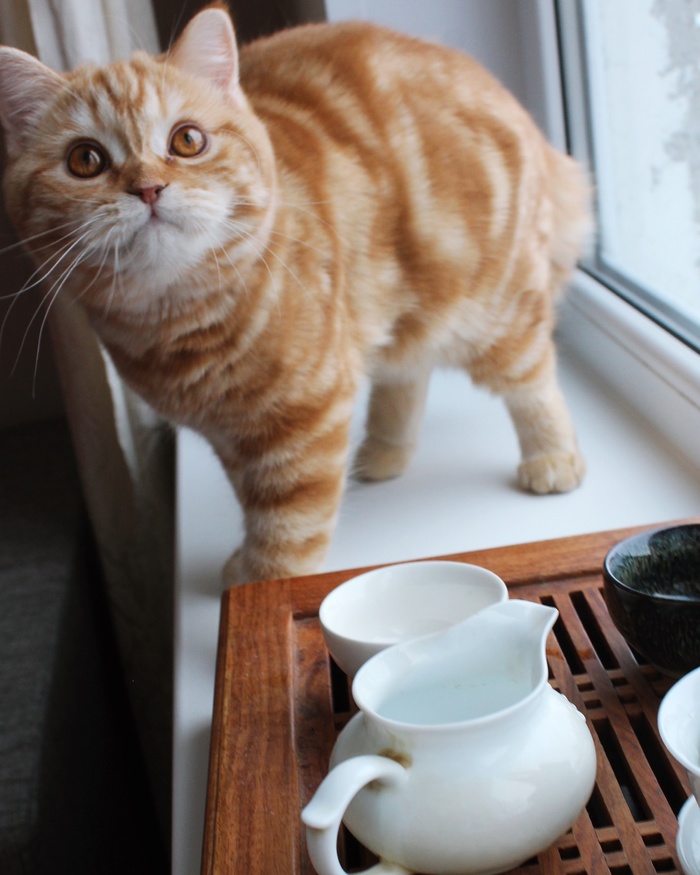 A seagull? - My, cat, Tea, Chinese tea, Window