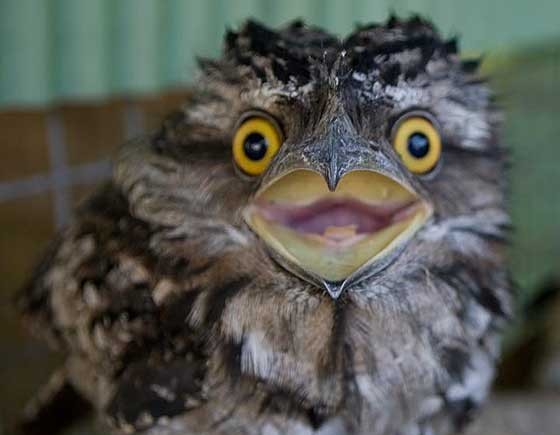 The frogmouths look like they've learned something very terrible. - Birds, Humor, Erysipelas, Longpost