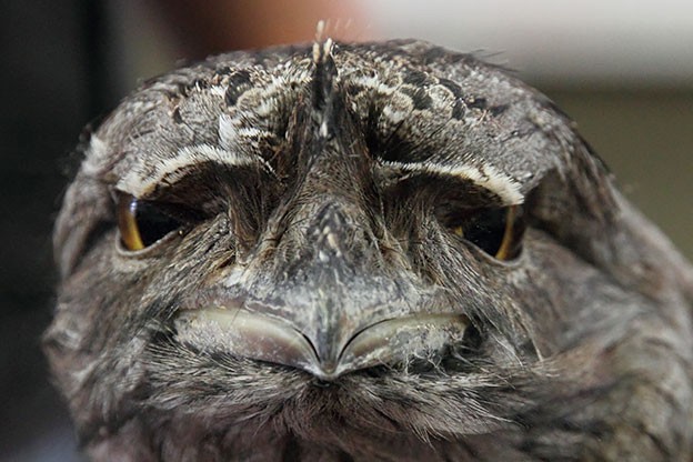 The frogmouths look like they've learned something very terrible. - Birds, Humor, Erysipelas, Longpost