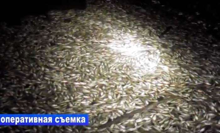 Almost 6 thousand surfaced carp. - Features of national fishing, A fish, Carp