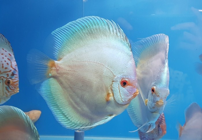 Дискусы из Таиланда