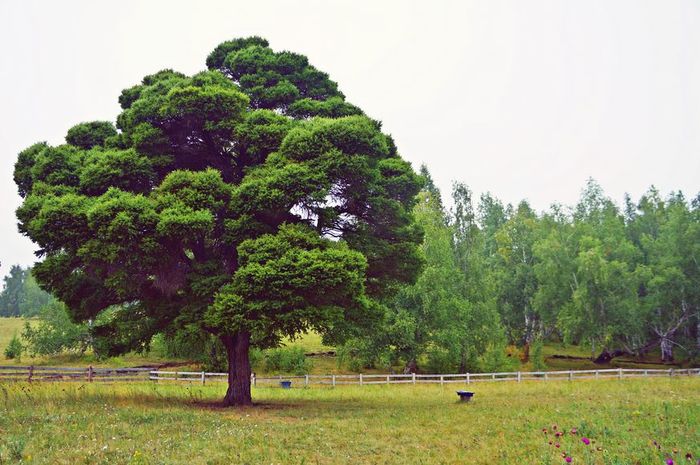 Kuzhanovsky larches - , Magnitogorsk, Longpost