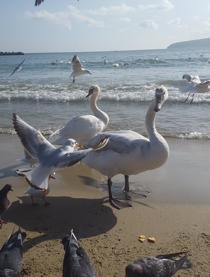 Swans in the sea! - My, Swans, Vegetarianism, Birds, Sea