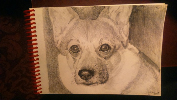 Dog - Pencil drawing, My, Dog