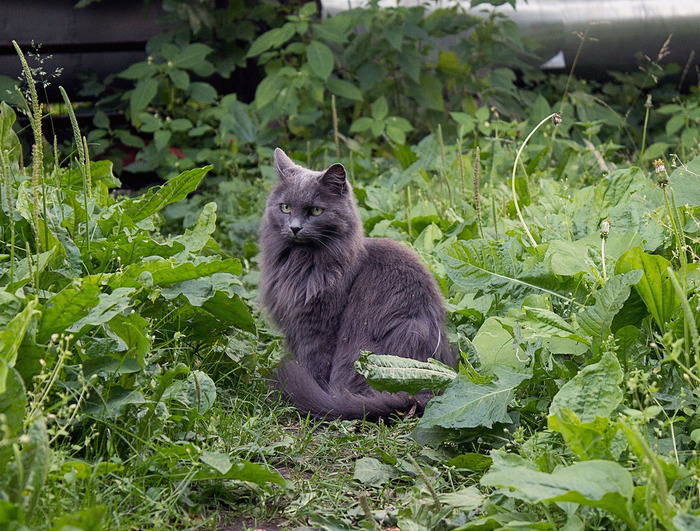 Beautiful cat - My, cat, Summer