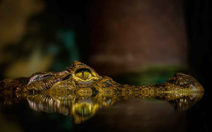 Что означает лить крокодиловы слезы