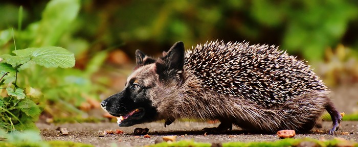 Mukhtar - Photoshop master, Dog, Hedgehog in the fog