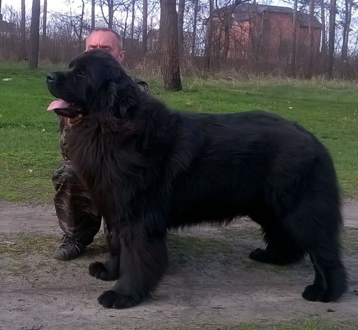 How we unexpectedly bought a Newfoundland .. - My, Dog, Dogs and people, Newfoundland, Happiness, Family, Longpost