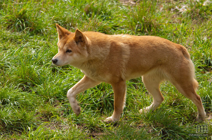 Собака Динго: описание дикой австралийской породы, стоимость щенка