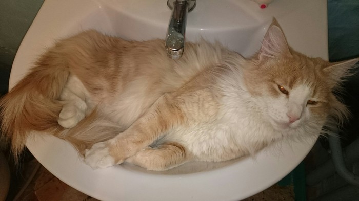 Good place, I'll lie down here - My, cat, Norwegian Forest Cat, Company, Living together, Pastime, Bath procedures