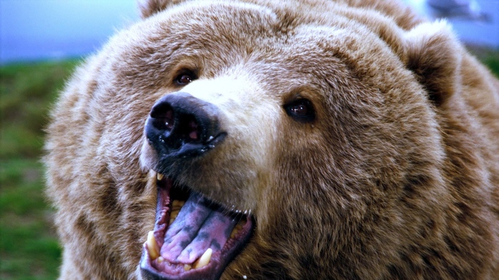 Bear - The Bears, 