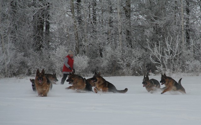 Winter racing - My, Dog, German Shepherd, Longpost