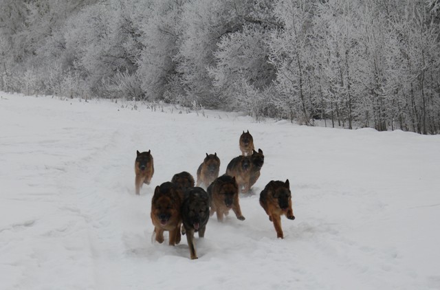 Winter racing - My, Dog, German Shepherd, Longpost