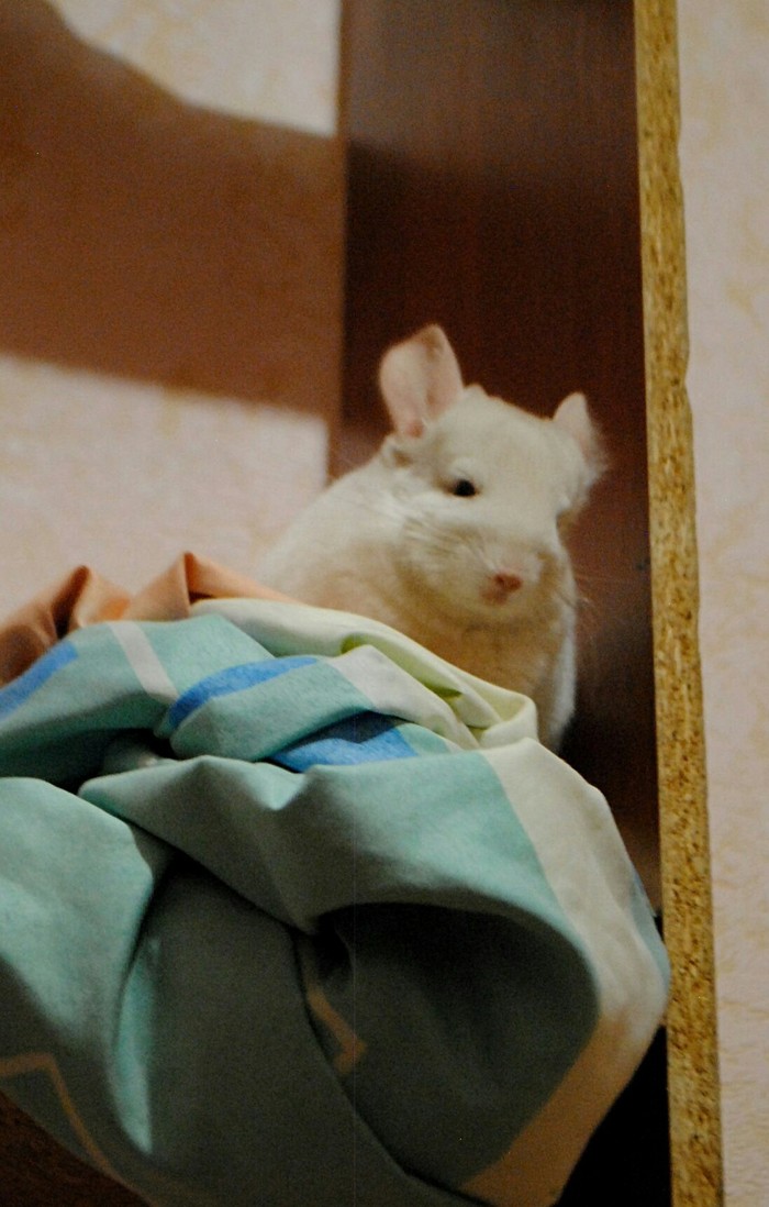 Help me remember the name of the movie - Stupidity, My, Movies, Chinchilla