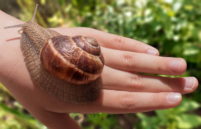 11-year-old boy grows a snail in his hand - Sea, Relaxation, Consequences, Snail