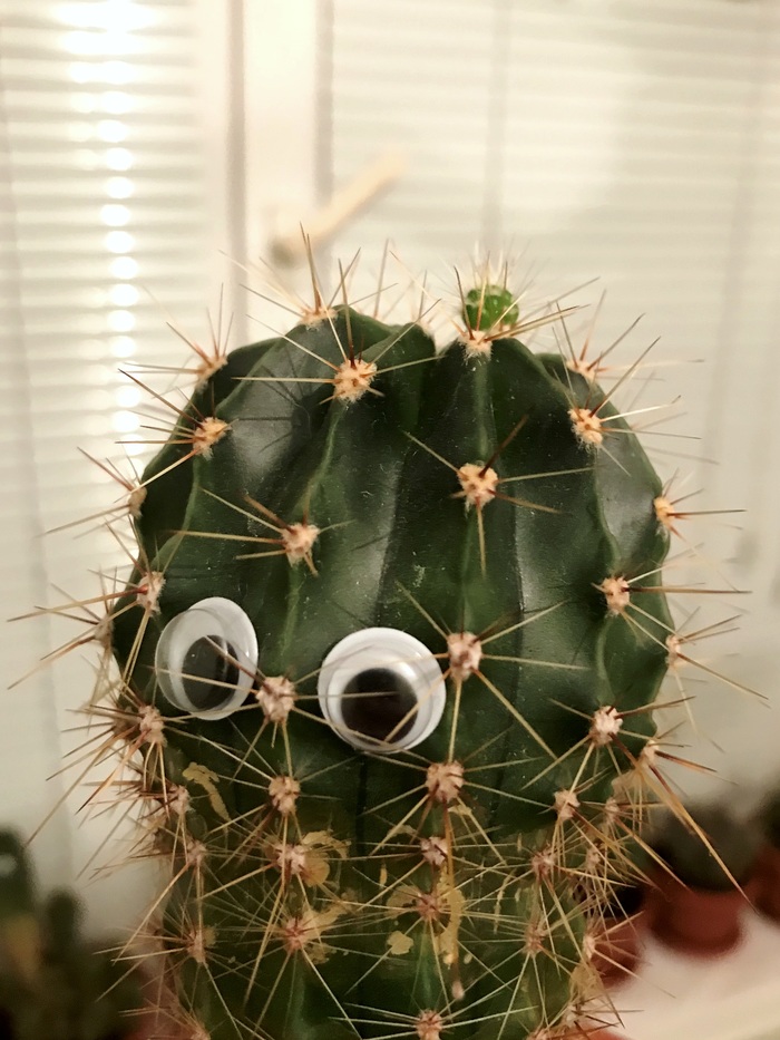 Psst, boy.. Can you see what I have on my head? - Cactus, My, Hobby