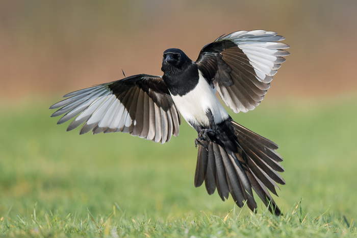 Wingspan in flight - Magpie, Crow, Buzzard, Birds, wildlife