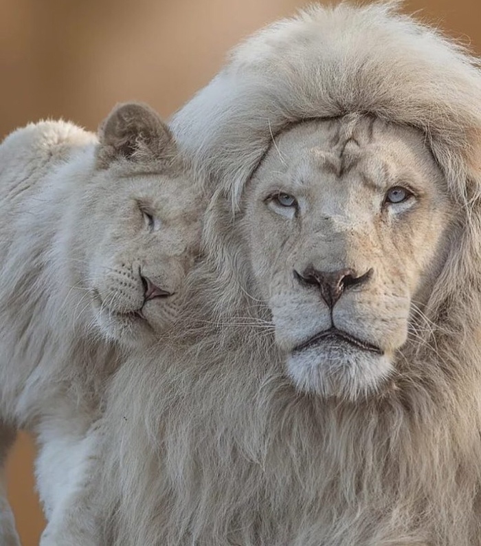 ������ � ��� ��������