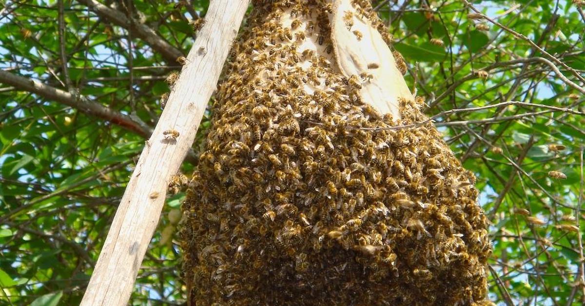 Как выглядят дикие пчелы фото