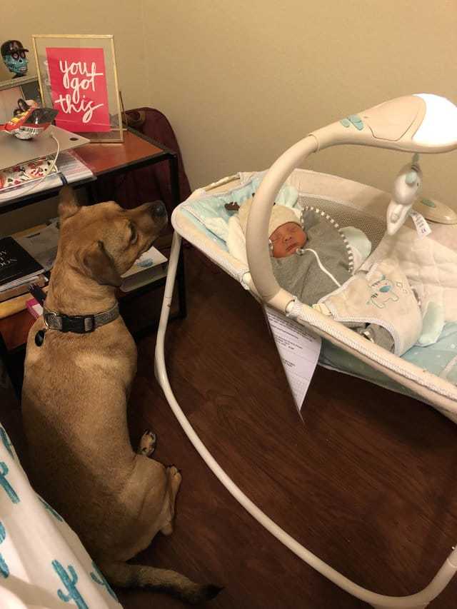 “Is that what was in mom’s stomach?” The dog seemed to have been changed after meeting the baby from the hospital! ) - Spirituality, Children, Dog, Animals, Longpost