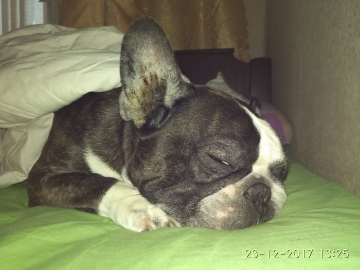 У всех котики, а меня пёсик!