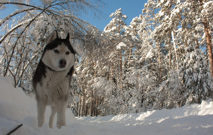 Hello! - Dog, Canon 450d, Husky, My, Winter, Forest