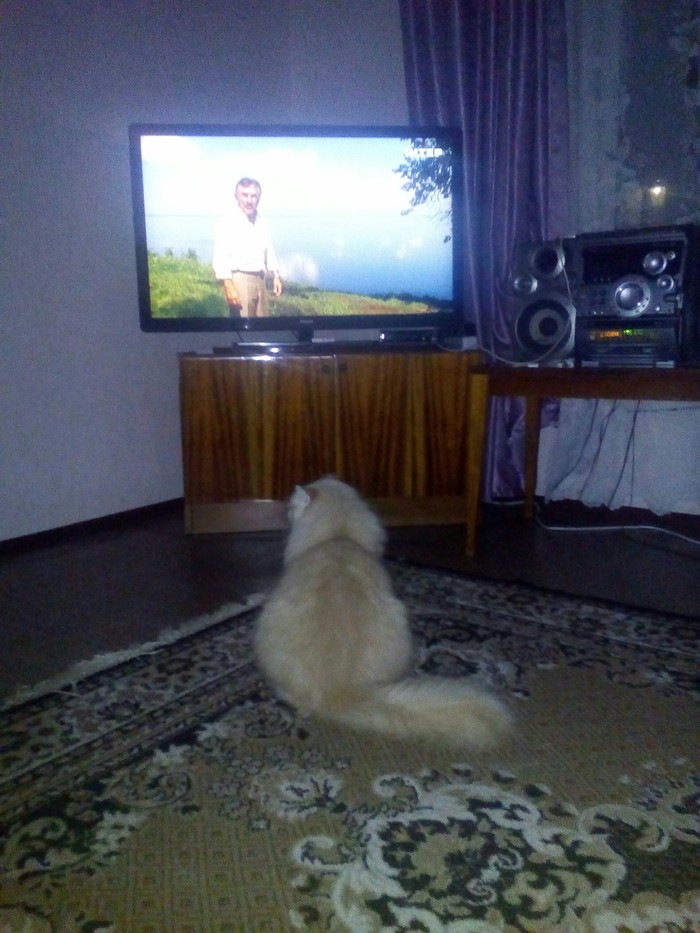 Пушистик увлечен Каневским