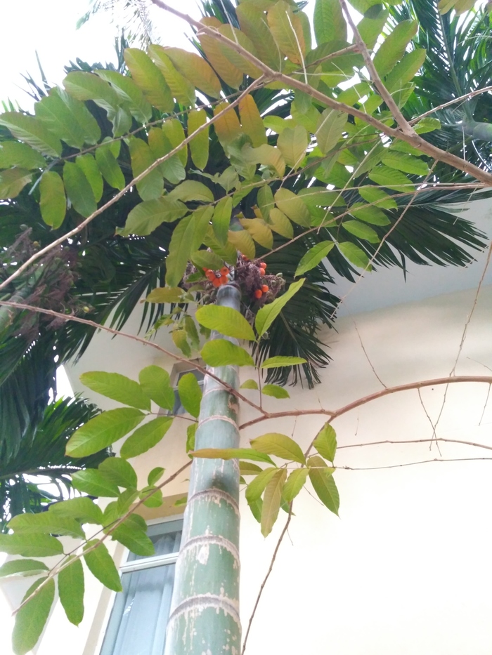 unknown tropical fruit - My, Relaxation, My, Plants, Фрукты, Longpost